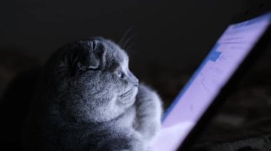 Genç gri bir kedi yatakta yatarken dizüstü bilgisayara dikkatle bakıyor. İskoç kedi yavrusu