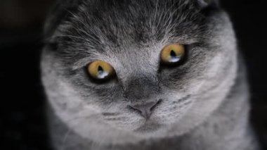 Siyah arka plandaki kameraya bakan sarı gözlü güzel bir kedi yavrusunun portresi. 4k video