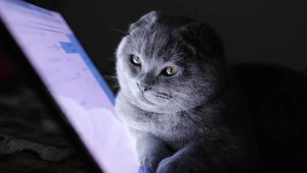 Mały Siwy Kot Siedzi Przy Laptopie Patrzy Niego — Wideo stockowe
