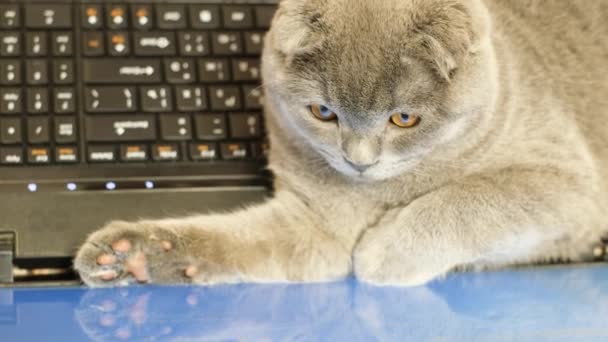 Portrait Cute Kitten Strange Eyes Staring Intently Laptop Screen One — Stock Video