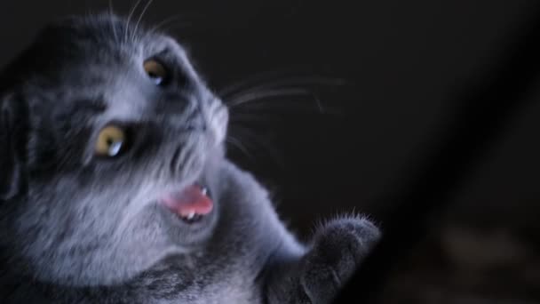 Szary Kot Chce Spać Ziewa Patrzy Ekran Laptopa Leżąc Łóżku — Wideo stockowe