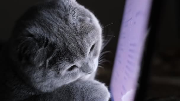 Szkocki Kot Patrzący Laptopa Patrzący Kamerę Szary Kot Pracuje Przy — Wideo stockowe