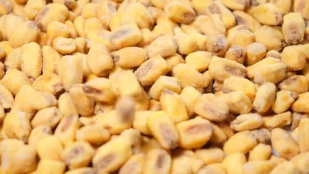 玉米干籽的超级慢速运动以240 Fps的速度落在盘子里 玉米种子的背景 — 图库视频影像