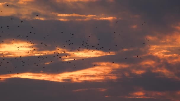 渡り鳥は日没時に濃いピンク色の雲の中を飛ぶ 美しいオレンジの夕日 4Kビデオ — ストック動画
