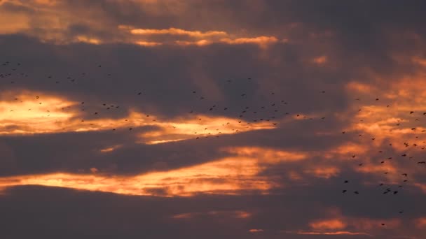 Een Kudde Kraaien Vliegt Alle Richtingen Bij Zonsondergang Avondlucht Het — Stockvideo