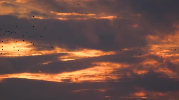 一群鸟在橙色的西方天空中群居 可怜大都市里的鸟儿吧 4K视频 — 图库视频影像