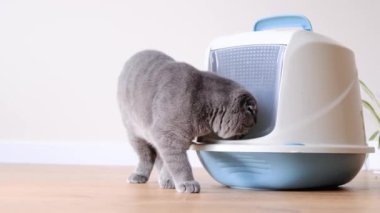 Kedi yavrusu kedi tepsisine kapakla gider, kediler tuvaletin içine..