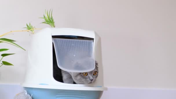 Gatinho Vai Para Bandeja Gato Com Uma Tampa Gatos Banheiro — Vídeo de Stock