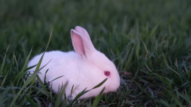 ふわふわのウサギが緑の背景に座っている ベニーは草を食べる ペットの命 サイドプロフィール — ストック動画