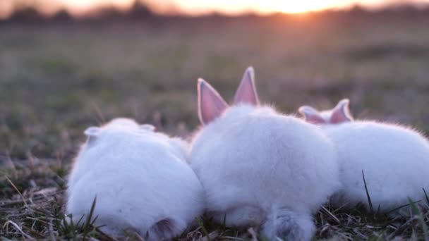 白いふわふわのウサギのグループが日光の下に座り 緑の草を食べる いい子ね 後ろのウサギ — ストック動画