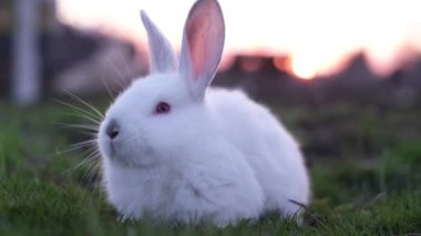 Beyaz tüylü tavşan kameraya bakıyor. Doğadaki hayvanlar. Günbatımında güzel bir tavşan.
