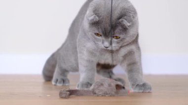 A funny gray cat plays with a toy in the form of a mouse, hunts for a toy lying on a rug.