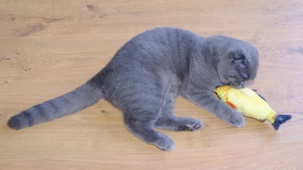 Μια Γκρι Γάτα Ξαπλώνει Στο Φωτεινό Πάτωμα Παίζοντας Ένα Ψάρι — Αρχείο Βίντεο