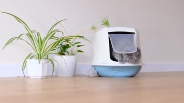 A young gray cat comes out of the litter box. Scottish tabby cat in the toilet. 4k video