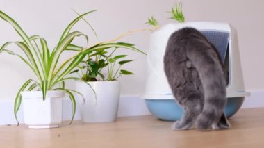 A cat goes to the toilet in a plastic tray, constipation, a sick stomach in a cat. 4k video