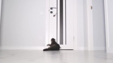 An energetic British cat is playing with a mouse that is attached to the door. Active, playful Scottish cat. 4k video