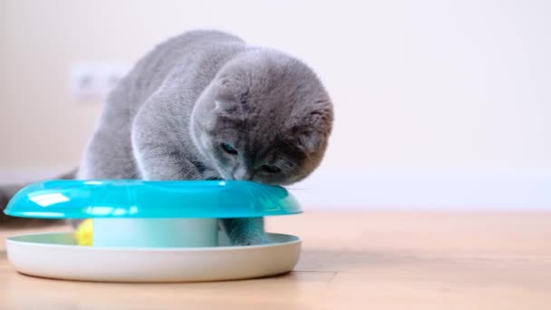 Young Scottish Cat Plays Modern Toy While Sitting Floor Young — Video Stock