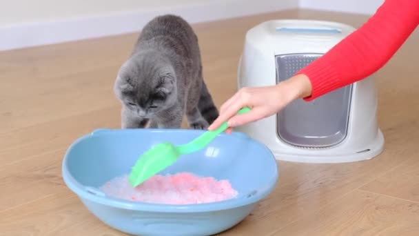 Close Womans Hand Filling Cats Litter Box Silicone Pellets Cat — Vídeos de Stock