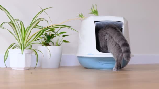 Seekor Kucing Muda Menggunakan Toilet Kucing Abu Abu Pergi Tempat — Stok Video