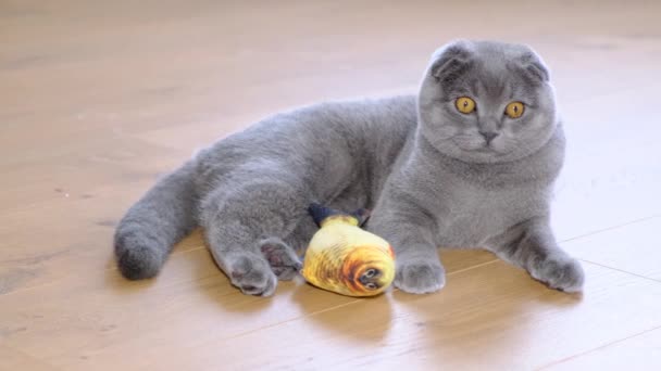 Gray Domestic British Cat Plays Soft Toy Fish Holds His — Stock Video