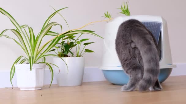 Μια Γάτα Πηγαίνει Στην Τουαλέτα Ένα Πλαστικό Δίσκο Δυσκοιλιότητα Ένα — Αρχείο Βίντεο
