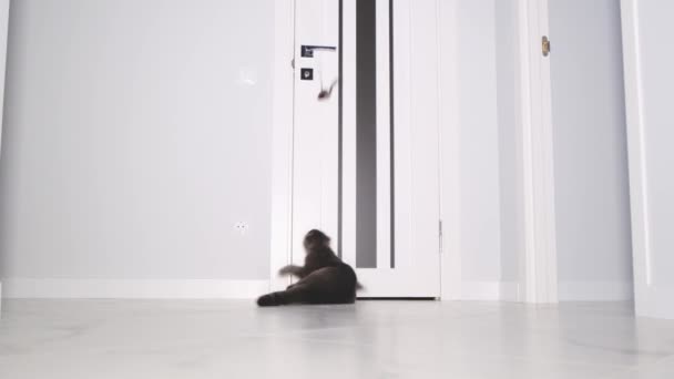 Energetic British Cat Playing Mouse Attached Door Active Playful Scottish — Video Stock