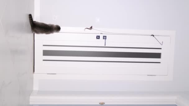 Vertical Video Energetic British Cat Plays Mouse Attached Door Active — Stockvideo