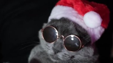Funny cat in a Santa Claus Christmas hat and sunglasses. New year celebration concept.