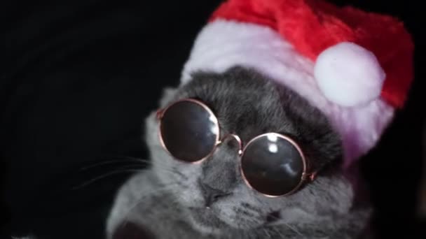 サンタクロースのクリスマスの帽子とサングラスで面白い猫 新年のお祝いのコンセプト — ストック動画