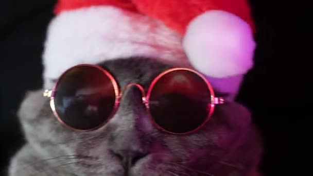 Scottish Cat Sunglasses Santa Suit Dances Camera Beautiful Cat Glasses — Vídeo de stock