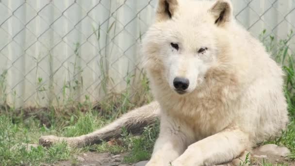 Крупный План Белого Арктического Волка Лежащего Лугу Прекрасный Белый Волк — стоковое видео