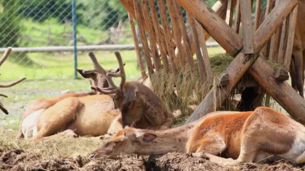 農場には美しい鹿が休んでいる アメリカのパンパス鹿の家族 4Kビデオ — ストック動画