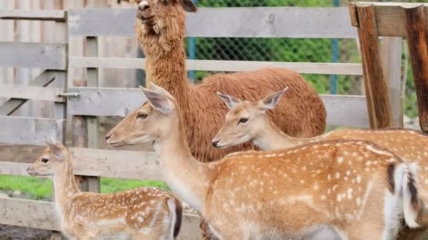 Beautiful Lama Glama Young Deer Resting Farm South American Mammal — Vídeos de Stock