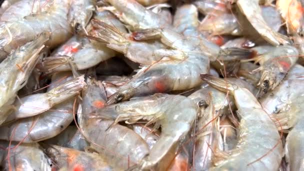 Close Fresh Shrimps Fish Market Raw Shrimp Close Healthy Food — Stok video