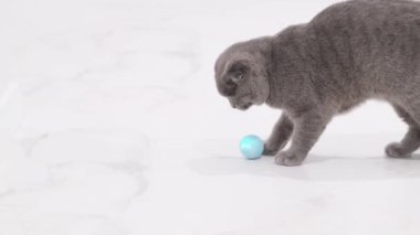 Küçük gri bir İskoç Katlanan evcil kedisi evde yerde bir topla oynuyor. Şirin hayvanlar yakın mesafede..