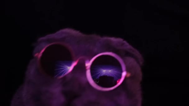 一只戴太阳镜的猫在迪斯科俱乐部跳舞 戴眼镜的苏格兰灰猫 猫脸的特写 4K视频 — 图库视频影像
