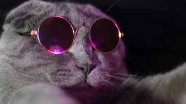 Luxurious Domestic Cat Glasses Poses Black Background Studio Neon Light — Vídeo de Stock