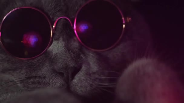 Porträtt Trendig Skotsk Grå Katt Solglasögon Som Dansar För Kameran — Stockvideo