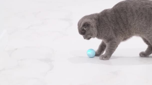 Маленький Серый Шотландский Домашний Кот Играет Мячом Полу Дома Милые — стоковое видео