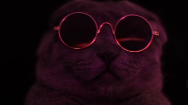 Portrait Scottish Gray Cat Wearing Fashionable Sunglasses Domestic Cat Glasses — Stock Video