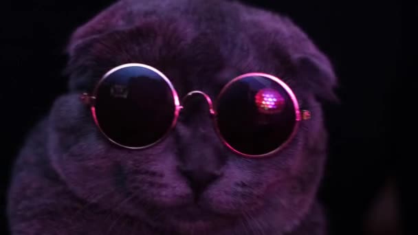 Porträtt Disco Fluffig Katt Bär Trendiga Glasögon Studio Neon Glödande — Stockvideo