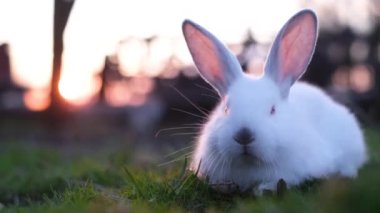 A small eared rabbit sits on the grass and looks at the camera. The rabbit turns his head. Foreground. Blurred background