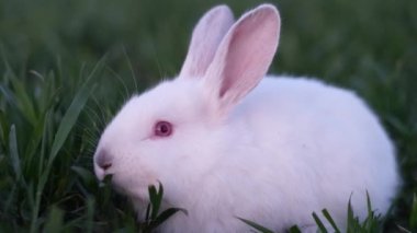 Little albino rabbit sitting on the green grass. Rabbit in the foreground. Side profile