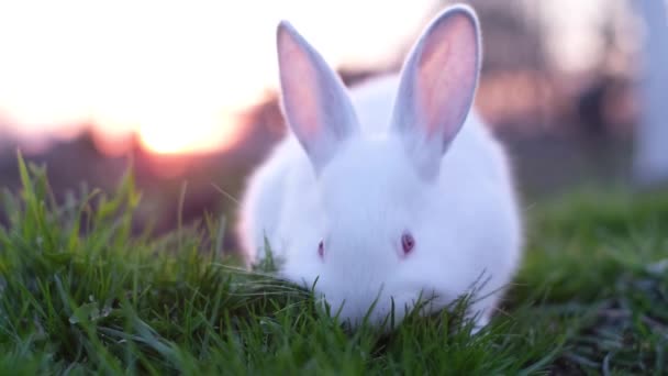 白いふわふわのウサギが若い草を食べる 正面図 前景だ 自然を背景に ウサギの長い耳 — ストック動画