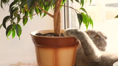 A domestic cat eats green plants from a flowerpot. Naughty cat. Lack of vitamins in animals. 4k video