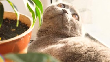 A young cat rests on the windowsill near green plants and basks in the sun. A cat of the Scottish fold-eared breed