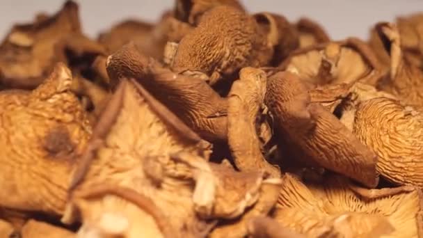 Close Dried Porcini Mushrooms Rotating Dry Porcini Mushrooms Porcini Mushrooms — Stockvideo