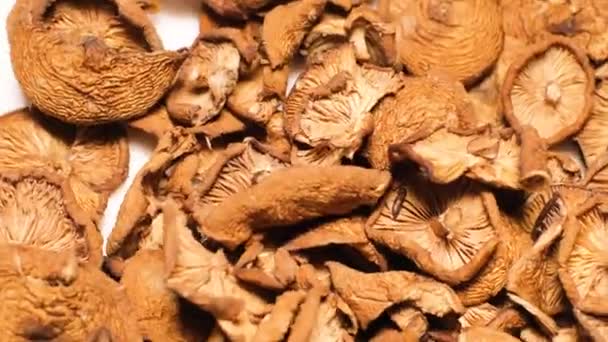 Young Dried Mushrooms White Bowl Rotate Circle Close Background Mushrooms — Vídeo de stock