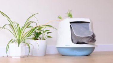 A smart gray cat goes to the toilet tray. Advertisement for cat litter. A cat of the Scottish fold-eared breed. High quality 4k video