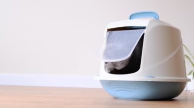 A smart gray cat goes to the toilet tray. Advertisement for cat litter. A cat of the Scottish fold-eared breed. High quality 4k video